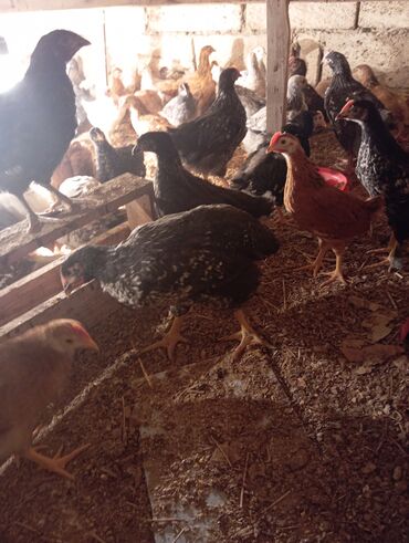 Cücələr: Toyuq cücələri, Ətlik — 6