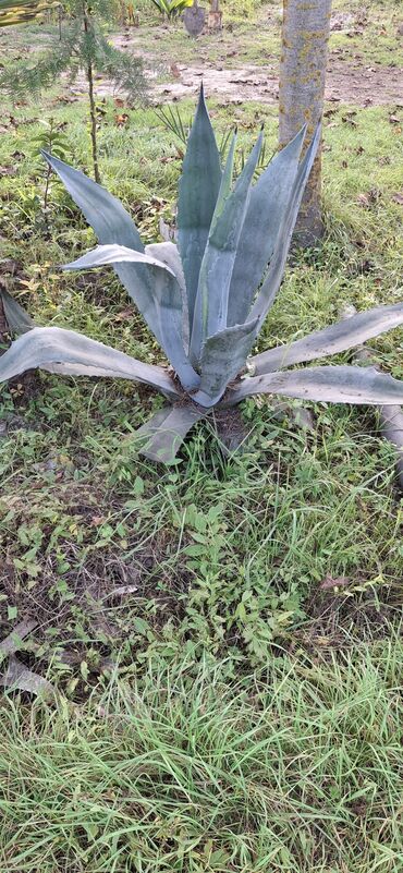masin boyasi satisi: Bitki: Agava americana (mavi‑boz yarpaqlı dekorativ agava) Təsvir: -