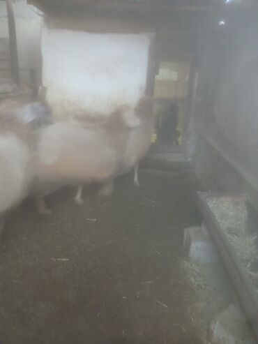 Бараны, овцы: Продаю | Овца (самка) | Для разведения | Матка — 10