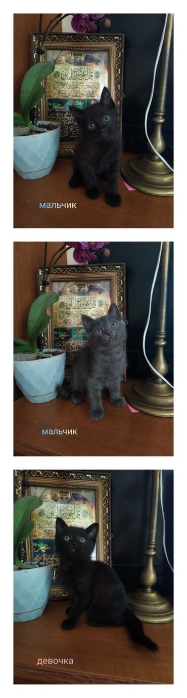 русская голубая кошка котята: Кошка даром: Русская голубая, 2 месяца, Мальчик, Приучена к лотку