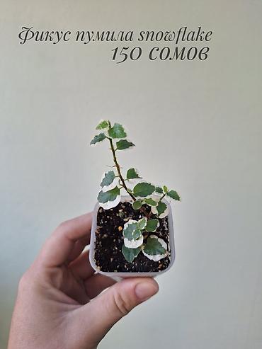 фикусы: 🌿 В продаже фикусы разных сортов (детки/молодыерастения). 💚 Названия — 9