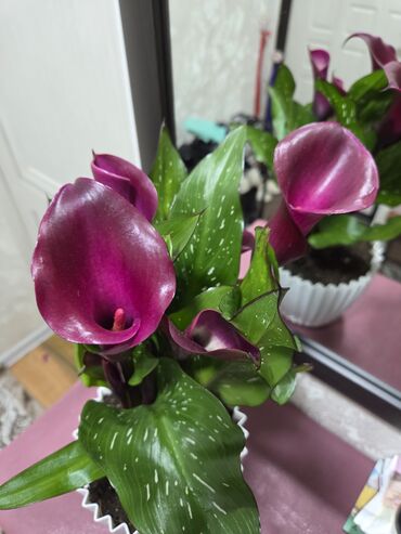 Антуриумы: Антуриум Андре — комнатное цветущее растение с глянцевыми — 7