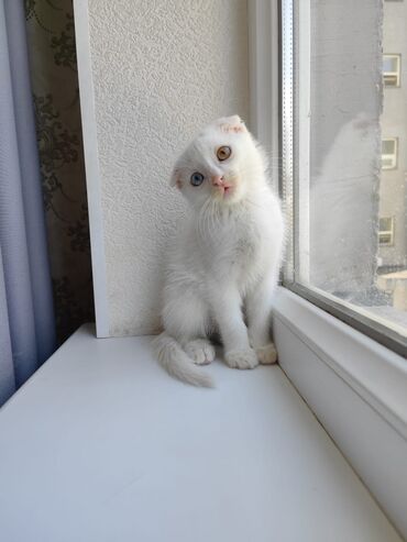 шатланский котенок: Продаю катёнка. Порода: Турецкая Ангора+Шатланская Вислоухая