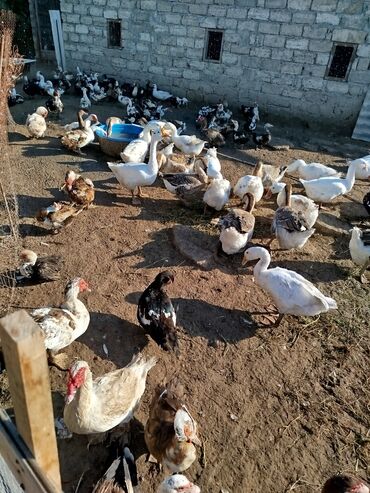 Digər qida məhsulları: Linda və Kuban qazları. Qiymət 20 AZN dən 35 AZN ə qədər