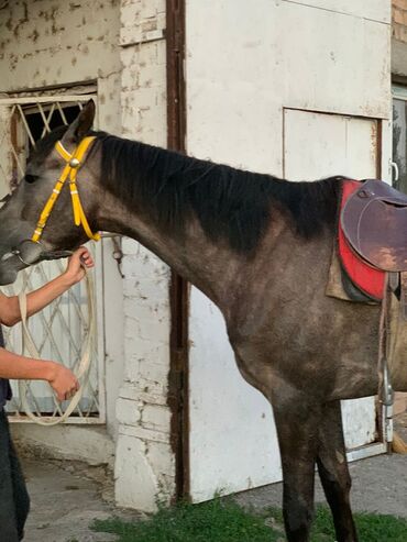 Лошади, кони: Продаю | Конь (самец) | Английская | Для разведения, Конный спорт | Племенные