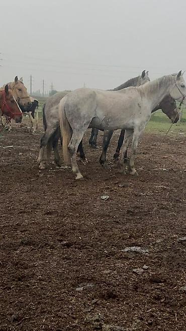 Лошади, кони: Продаю | Кобыла (самка) | Рабочий — 10