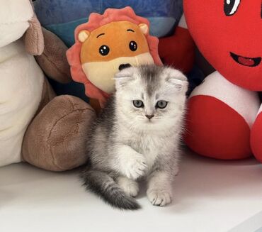 Pişiklər: Şinşilla, Erkək, Cütləşmə üçün -da lalafo.az — 10 Pişiklər: Şinşilla, Erkək, Cütləşmə üçün — 10