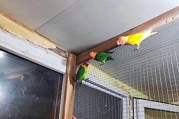 quş hini: Sevgi quşları (lovebird) – müxtəlif rəng mutasiyaları ilə - Növ — 3