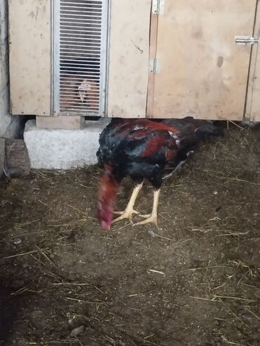 Xoruzlar: Aseel tipli uzunayaqlı cücərti/ceylək xoruz - Uzun və güclü sarı — 26