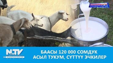 продаю металлом: Сүт сатылат. Эчкинин сүтү. Продаётся козье молоко. Натуральное сжевее