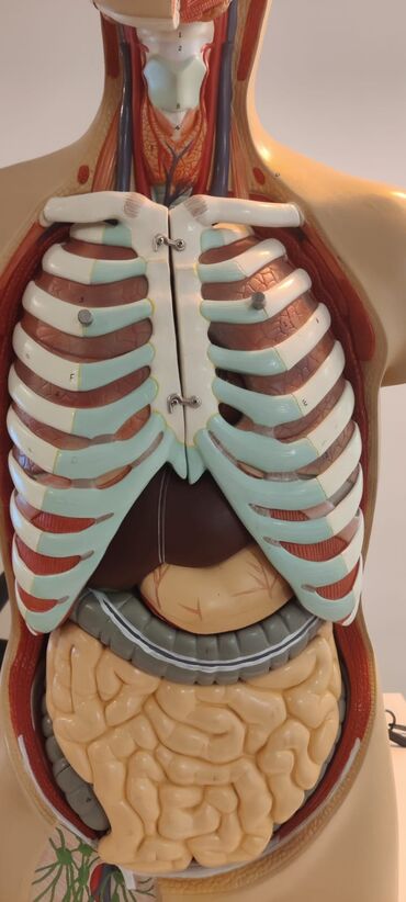 Ostali medicinski proizvodi: Torzo coveka sa otvorenim vratom i ledjima od 18 delova, kao novo — 10