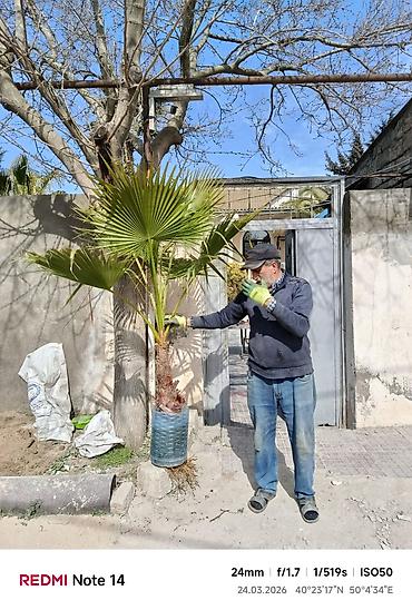 agac: 🌳Dekorativ palma ağacları – çətənə yarpaqlı və xurma növü (qabda) - — 3