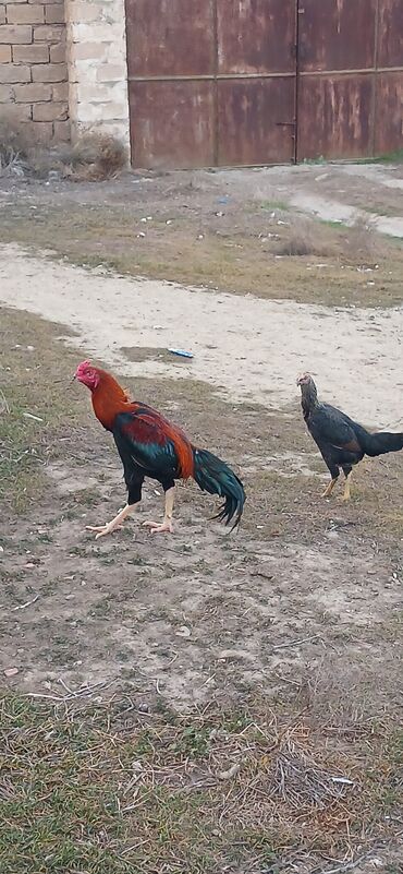 Toyuqlar: Toyuq, Damazlıq, Ödənişli çatdırılma — 2