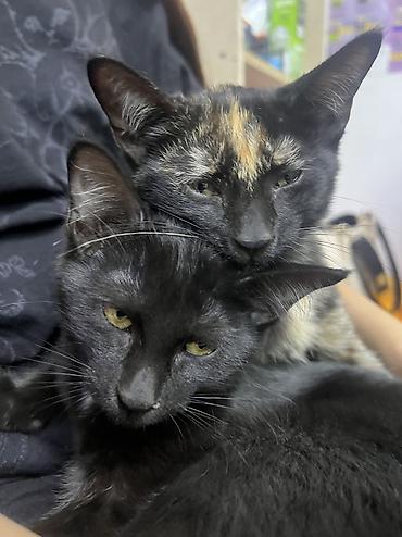 кошка черная: Кошка даром: Беспородная, 3 месяца, Девочка, Приучена к лотку — 6
