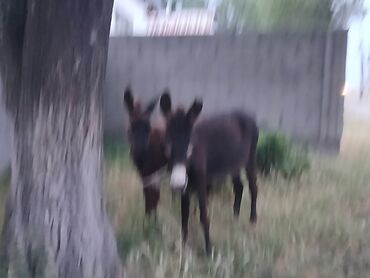 Другие с/х животные: Другие с/х животные