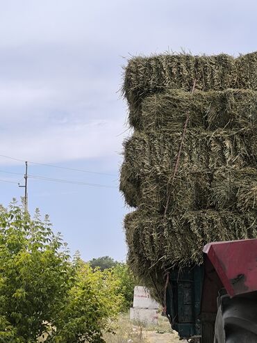 черный металл прием: Уруктар тоют өсүмдүктөрүнүн: Беде, Акылуу жеткирүү