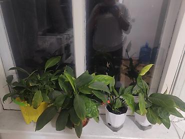 Спатифиллум (Spathiphyllum) — комнатные растения в горшках. за все at lalafo.kg Спатифиллум (Spathiphyllum) — комнатные растения в горшках. за все