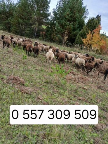тайские кошки цена: Продаю | Овца (самка) | На забой, Для разведения | Племенные, Кастрированные, Осеменитель