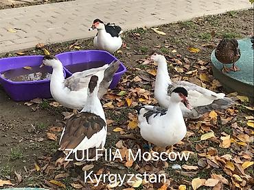 Другие с/х животные: Мускусные утки (индоутки), разные окрасы. - Порода/типы: венгерские — 16
