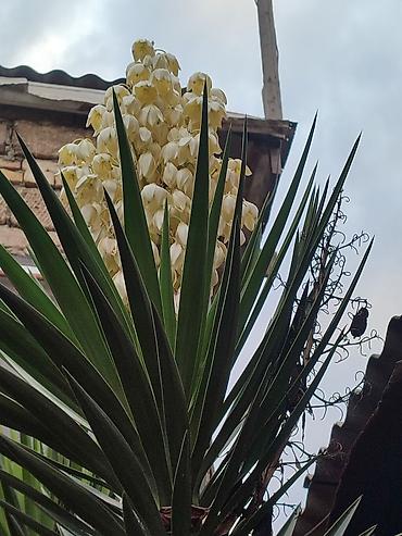cicek: Dekorativ yucca (Yucca filamentosa/yucca ağacı) - Hündür, çoxillik — 4