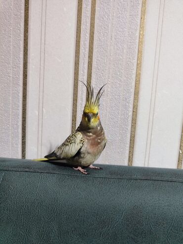 ZX: Nymph quşu (cockatiel) – nadir rəng çaları - Növ: Nymph (Nymphicus