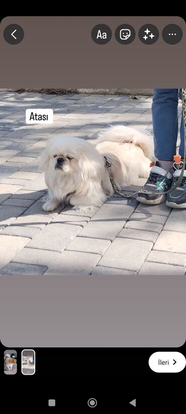 it axtarilir: Pekines, 1 il, Erkek, Ünvandan götürmə