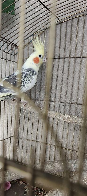 qara toyuq quşu: Karella papuqayi erkey 7 ayliq — 2