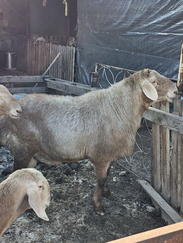 Бараны, овцы: Продаю сын широкого 3,5г +овцы матки со 2 Акотом 9шт авганки|+