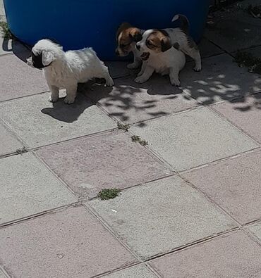 İtlər: Zvonok, 2 ay, Erkek, Ünvandan götürmə