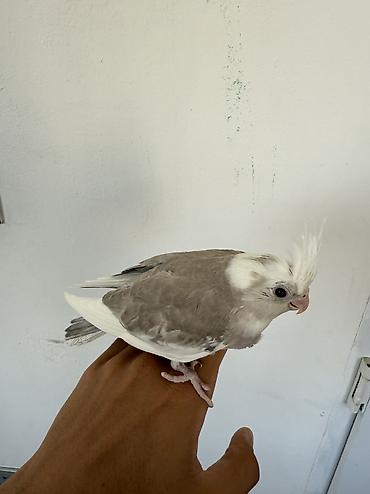 корелла: Ağüz (Whiteface) Korella tutuquşusu balaları. Tutuquşular ələ — 2