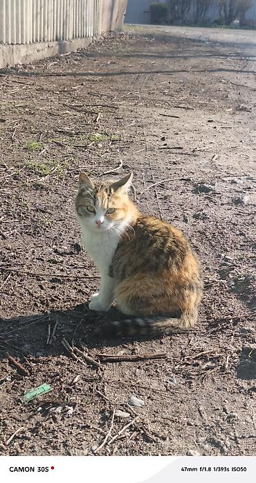 Отдам даром кошку: Кошка даром: Беспородная, Девочка at lalafo.kg — 8 Отдам даром кошку: Кошка даром: Беспородная, Девочка — 8