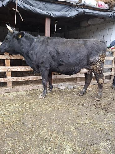 Коровы, быки: Продаю | Корова (самка), Тёлка — 6