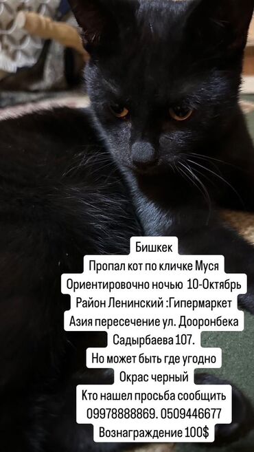 котята сиамской кошки: Жоголгон : Эркек, Кара