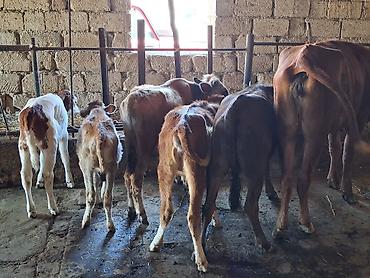südlük inek satilir: Dana, buzov, Dişi, ay: 1, 100 kq, Damazlıq, Ödənişli çatdırılma, Ünvandan götürmə — 3