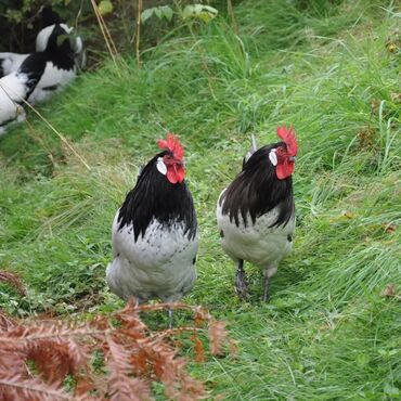 Toyuqlar: Məhsul: Qara-bəstəbaş (Avstralorp tipli) rəngdə kənd toyuqları və — 8