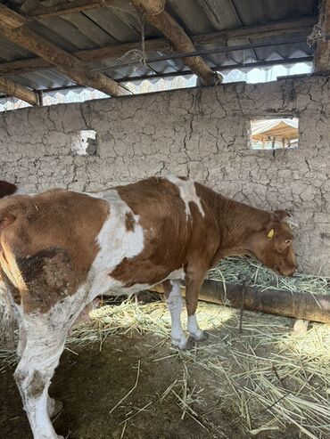 дойних коров: Продаю | Корова (самка) | Полукровка | Для молока | После отела