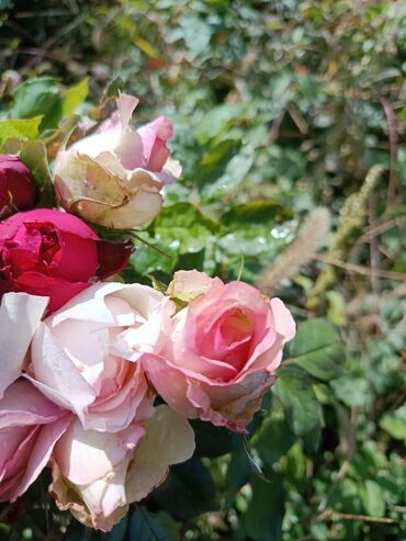 Садовые цветы и кустарники: Садовые розы — срезочные и для посадки Описание: - Разновидности — 4