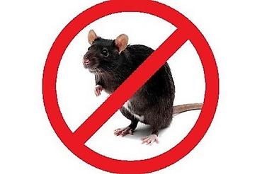 Дезинфекция, дезинсекция: Дезинфекция, дезинсекция, | Блохи, Муравьи, Тараканы, | Кафе, магазины, Дома, Офисы — 3