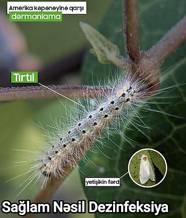 Dezinfeksiya, dezinseksiya: Dezinfeksiya, dezinseksiya | Tarakanlar, Ağacları çiləmə, Taxtabiti | Ofislər, Mənzillər, Evlər — 8