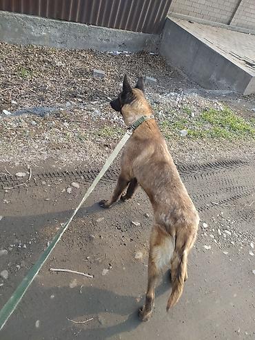 королевский пудель купить: Бельгийская овчарка, 11 месяцев, Самец — 4