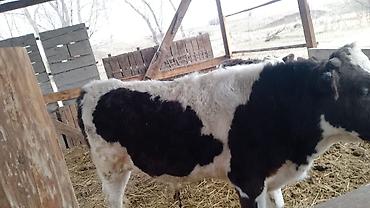 Коровы, быки: Продаю | Бык (самец) — 5