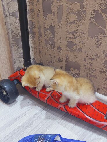 Pişiklər: Qızıl şinşilla, Erkək, Dişi, Yaxşı əllərə, Ünvandan götürmə -da lalafo.az — 2 Pişiklər: Qızıl şinşilla, Erkək, Dişi, Yaxşı əllərə, Ünvandan götürmə — 2