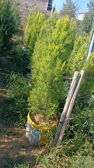 yonca toxumu satilir: Limon yolkası boyları 1.2 m