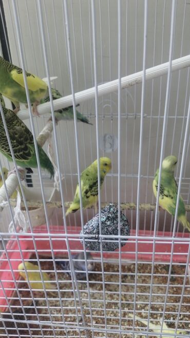 Tutuquşları: Papuqaylar 9azn Papuqay qəfəsləri 9azn Təzə qəfəslərdi 9-azn -da lalafo.az — 27 Tutuquşları: Papuqaylar 9azn Papuqay qəfəsləri 9azn Təzə qəfəslərdi 9-azn — 27