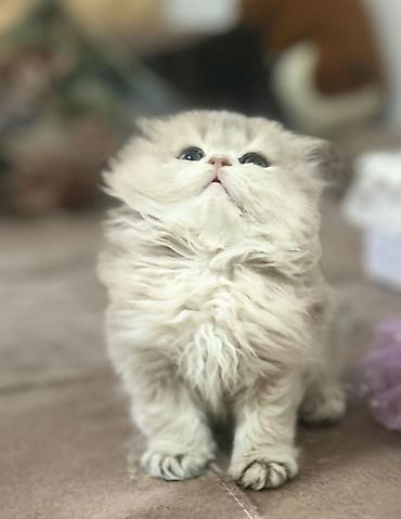 Pişiklər: Şotland, Erkək, Dişi — 26