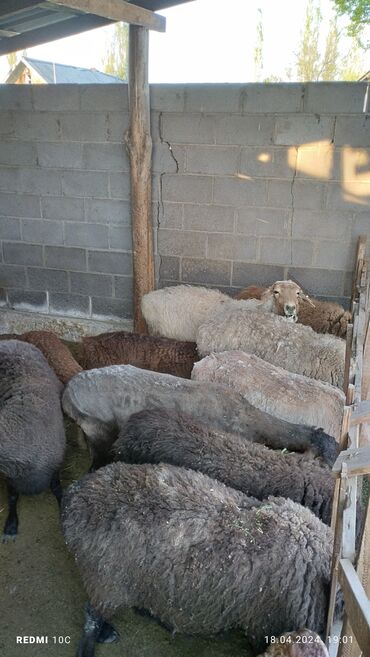 Бараны, овцы: 6 кой козулары менен 12 баш баасы