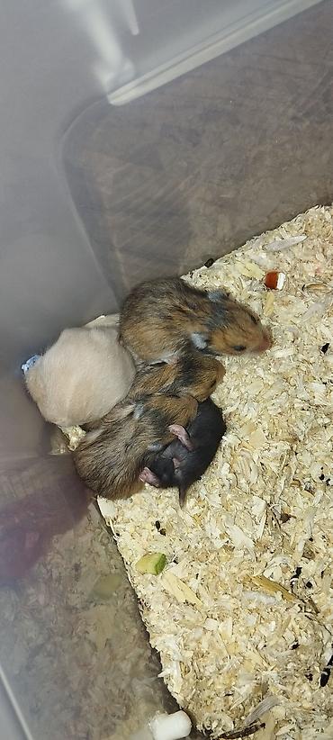 Məhsul: Kiçik dekorativ gəmiricilər (hamster balaları) Təsvir: - lalafo.az -da Məhsul: Kiçik dekorativ gəmiricilər (hamster balaları) Təsvir: -