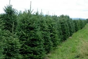 Декоративные деревья: Саженцы деревьев: Туи — 26