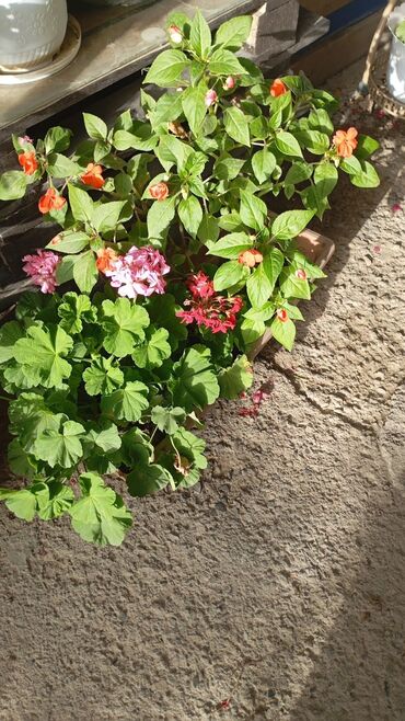 беседки для дома: Бальзамин (Impatiens) — кустистое цветущее растение с ярко‑оранжевыми