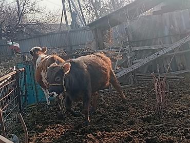 Коровы, быки: Продаю | Бык (самец) | На откорм | Привязанные — 13